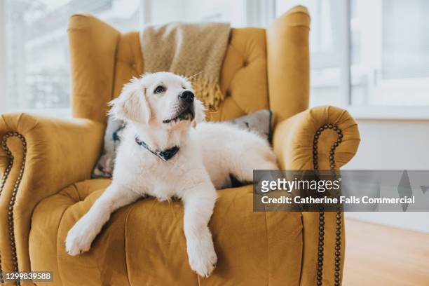 golden retriever puppy lying on a yellow armchair - golden retriever stockfoto's en -beelden