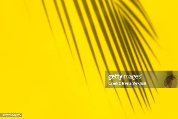 tropical shadow from palm leaf on yellow background. - palm tree shadow stock pictures, royalty-free photos & images