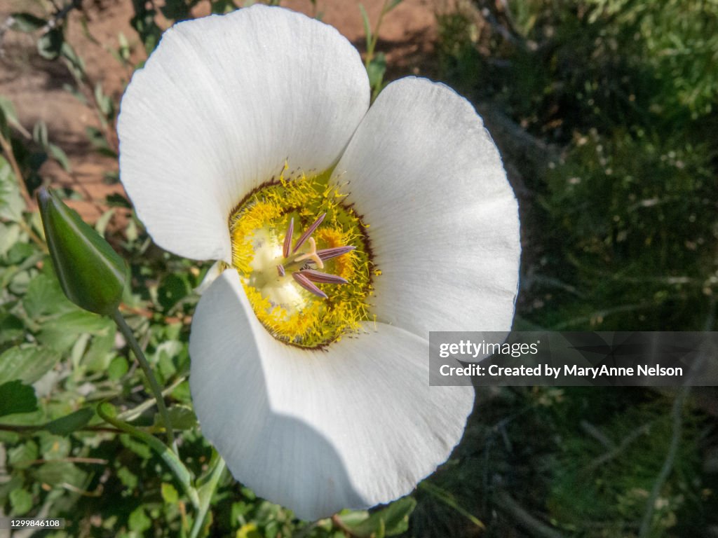 Side View of Blooming Mariposa Tulip Open toward the Sun