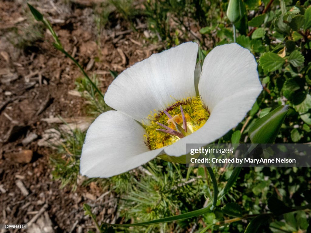 Side View of Mariposa Lily with Buds