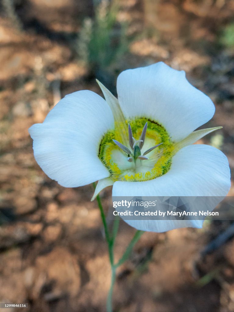One Mariposa Wildflower on Fragile Stem