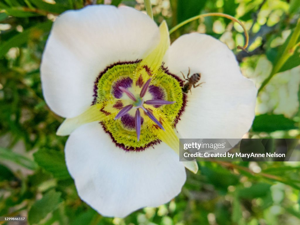 Little Bee on a Mariposa Lily