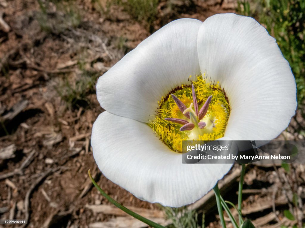 Close Up of White Mariposa Lily Wide OPen and Colors in Center