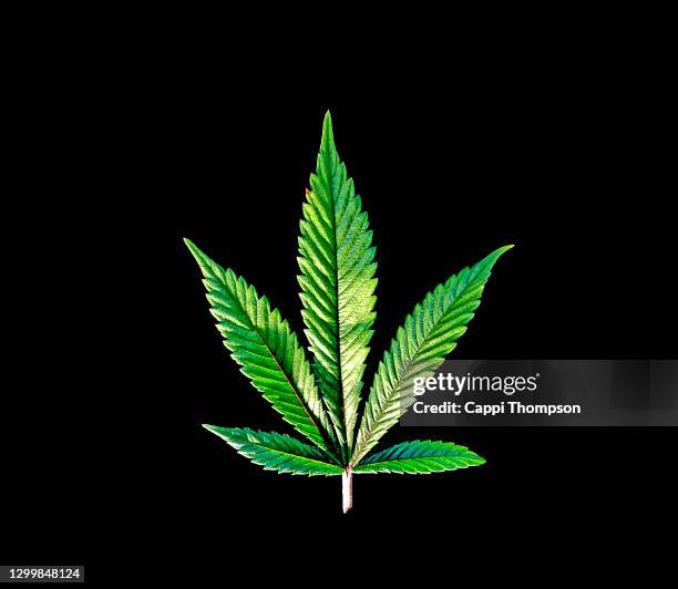 cannabis leaf over black background - marijuana leaf 個照片及圖片檔