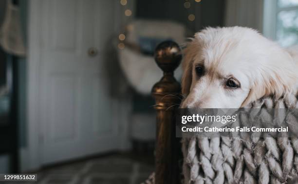 golden retriever puppy rests his chin on a bed post - emotional support animal stock pictures, royalty-free photos & images