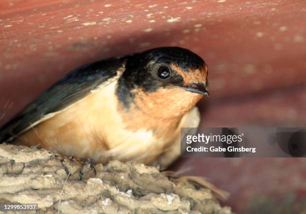 animals in the wild : barn swallow - spearfish south dakota stock-fotos und bilder