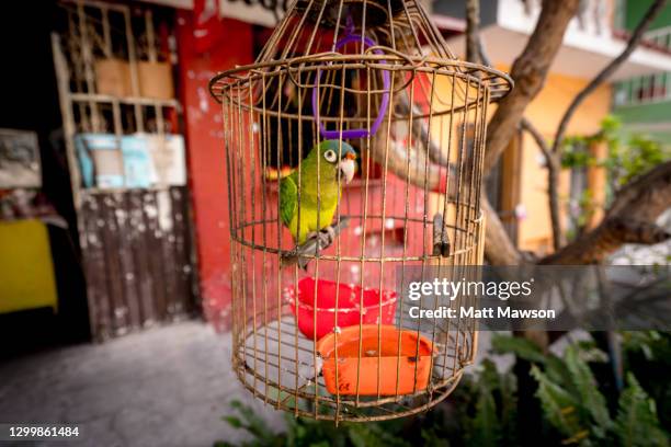 a green parrot in a cage in mazatlán sinaloa mexico - cage stock pictures, royalty-free photos & images