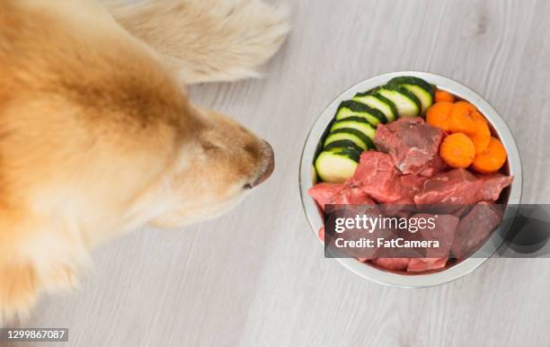 diese schüssel mit lebensmitteln sieht köstlich aus - haustierfutter stock-fotos und bilder