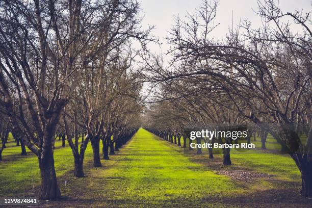 carpet of green grass growing under a deciduous winter almond orchard just prior to spring bloom - almond orchard stock pictures, royalty-free photos & images