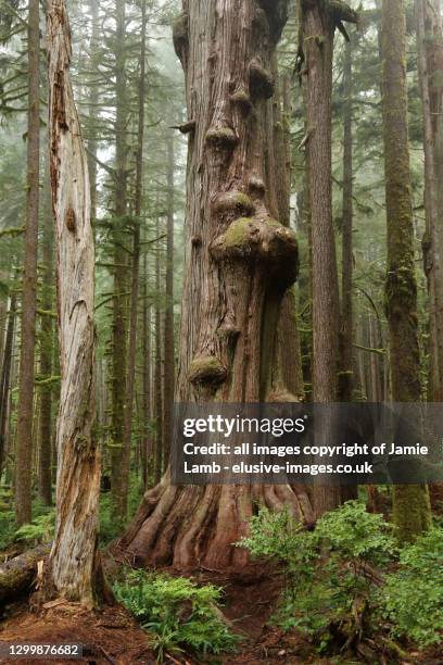 giant western red cedar, vancouver island - cedro vermelho do oeste - fotografias e filmes do acervo