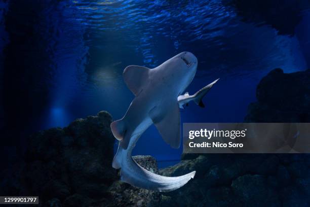 zebra shark in aquarium - cairns aquarium stock pictures, royalty-free photos & images
