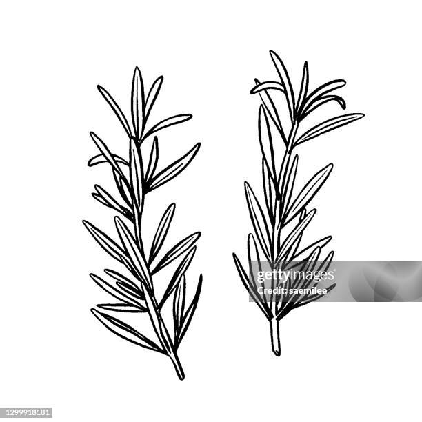 rosmarin-zeichnung - herbal medicine stock-grafiken, -clipart, -cartoons und -symbole