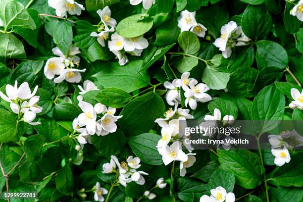beautiful jasmine flowers background. - jasmine foto e immagini stock