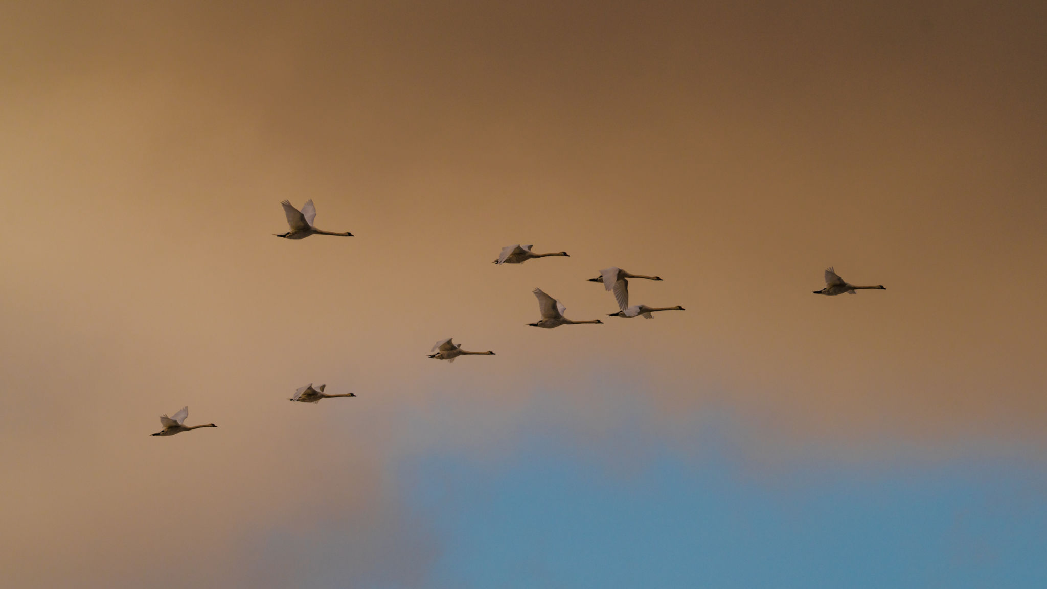 Sean flying Sean flying
