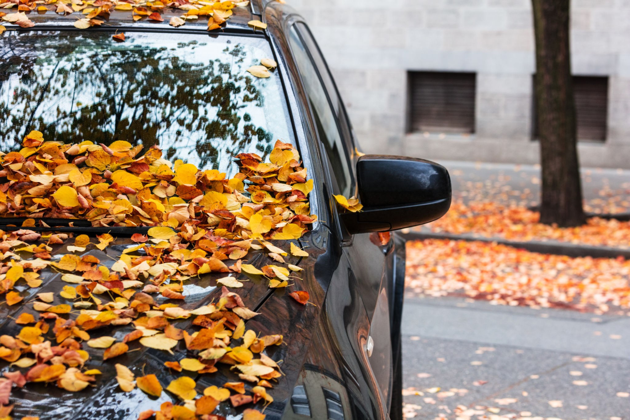 wet leaves car