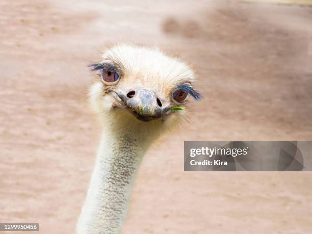 close-up portrait of an ostrich, italy - ostrich ストックフォトと画像