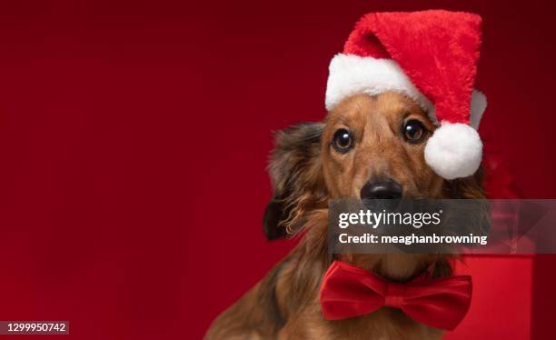 dachshund sitting in front of a christmas gift wearing a santa hat and bow tie - dachshund christmas stock pictures, royalty-free photos & images