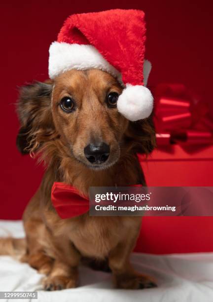 dachshund sitting in front of a christmas gift wearing a santa hat and bow tie - dachshund christmas stock-fotos und bilder