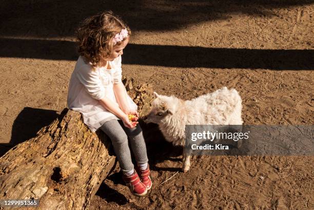 girl sitting on a tree trunk feeding a lamb, italy - lamb feeding from sheep stockfoto's en -beelden