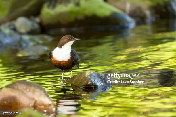 dipper and green reflections - lake vyrnwy 個照片及圖片檔