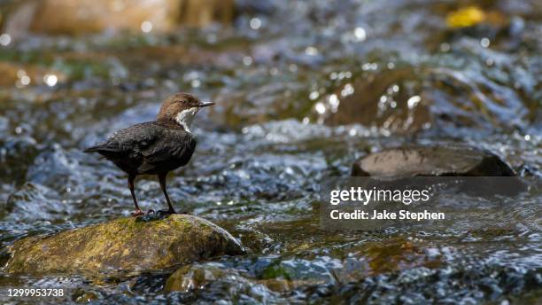 dipper standing on sparkling water - lake vyrnwy 個照片及圖片檔