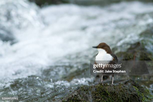 dipper standing on rock by waterfall - lake vyrnwy 個照片及圖片檔