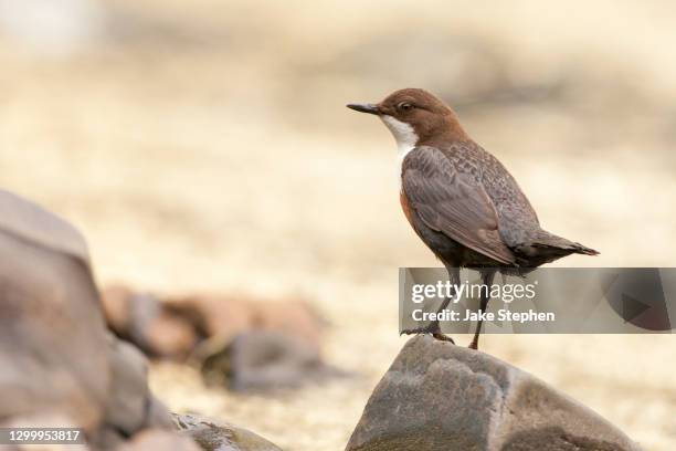 1,628 Dipper Bird Stock Photos and High-Res Images - Getty Images