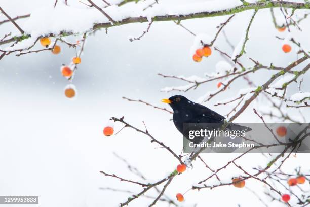 blackbird standing on branch in snowfall - wales winter stock pictures, royalty-free photos & images