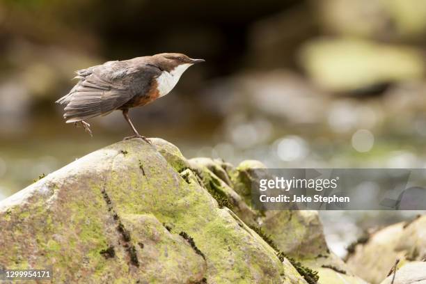 dipper stretching whilst standing on rock - lake vyrnwy 個照片及圖片檔