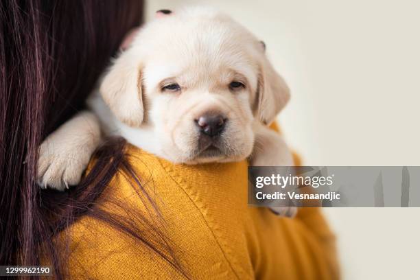 young woman with puppy at home - yellow lab puppies stock pictures, royalty-free photos & images