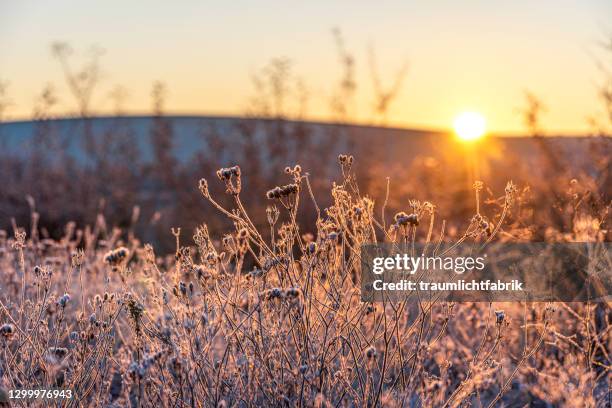 Cold Setting Picture 13,032 Freezing Cold Temperatures Stock Photos, High-Res Pictures, and ...