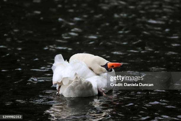 limber white swam - swam stock pictures, royalty-free photos & images