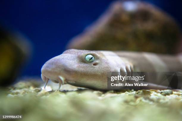 small shark on sea bed. - branchia foto e immagini stock