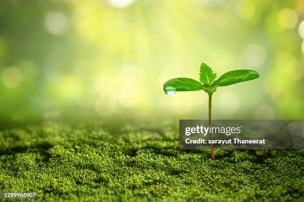 planting seedlings young plant in the morning light on nature background - sapling fotografías e imágenes de stock