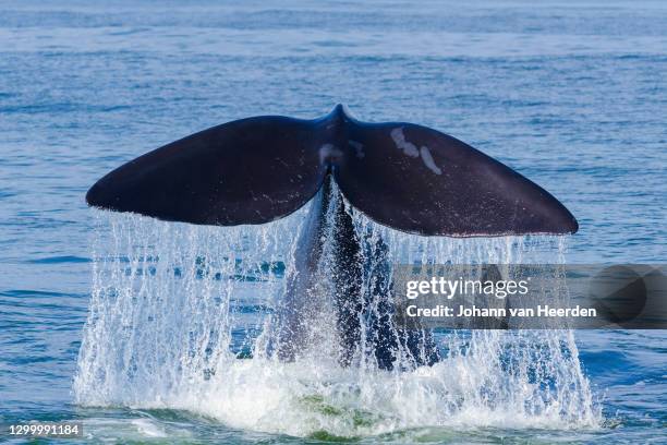 southern right whale diving - southern right whale stockfoto's en -beelden