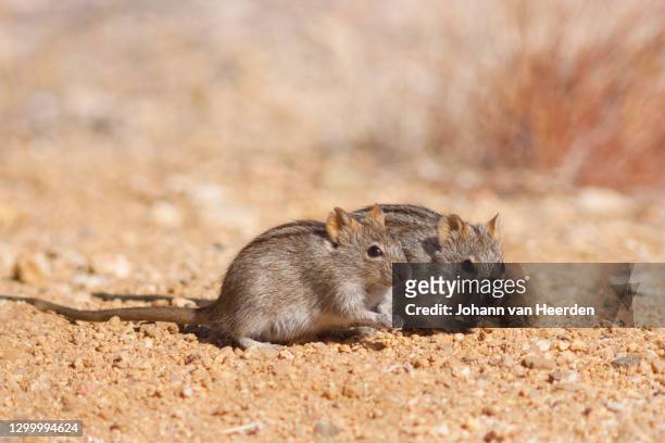 two feeding four-striped mice (rhabdomys pumilio) - knaagdier stockfoto's en -beelden