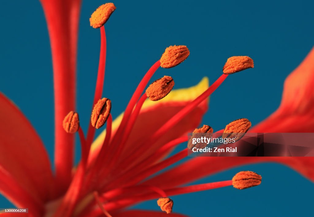 Close-up of a Royal Poinciana (Delonix regia) flower focused on pollen covered anther on blue background
