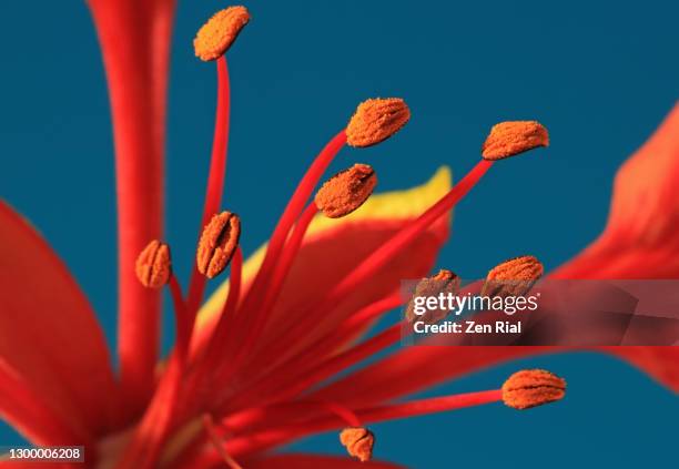 close-up of a royal poinciana (delonix regia) flower focused on pollen covered anther on blue background - おしべ ストックフォトと画像