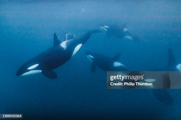 family of killer whale orca swimming beneath the surface of the ocean - whale underwater stock pictures, royalty-free photos & images