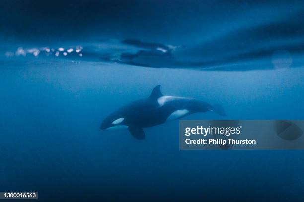 killer whale orca swimming beneath the surface of the ocean - killer whale stock pictures, royalty-free photos & images