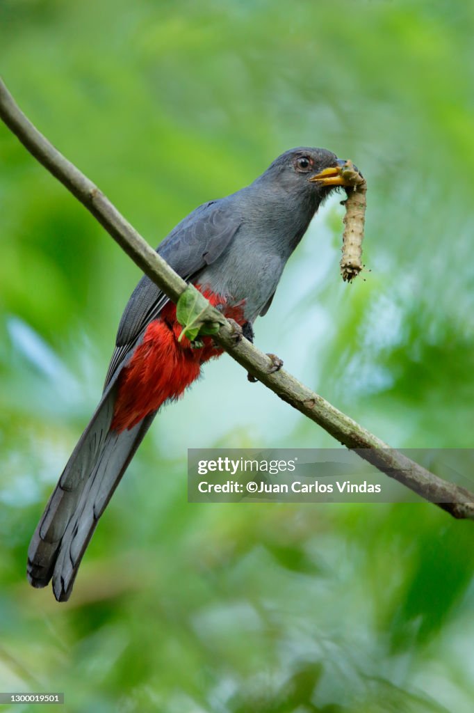 Slaty-tailed Trogon
