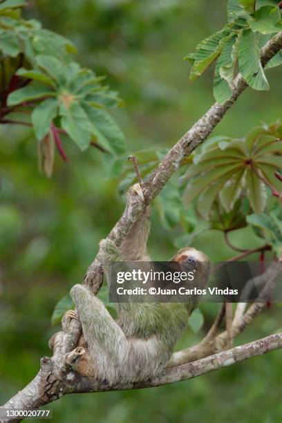 three-toed sloth - cecropia tree stock pictures, royalty-free photos & images