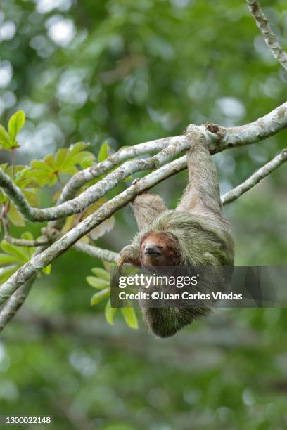 three-toed sloth - three toed sloth stock-fotos und bilder