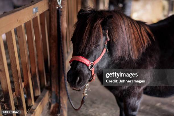 black pony in stable - black pony stock pictures, royalty-free photos & images