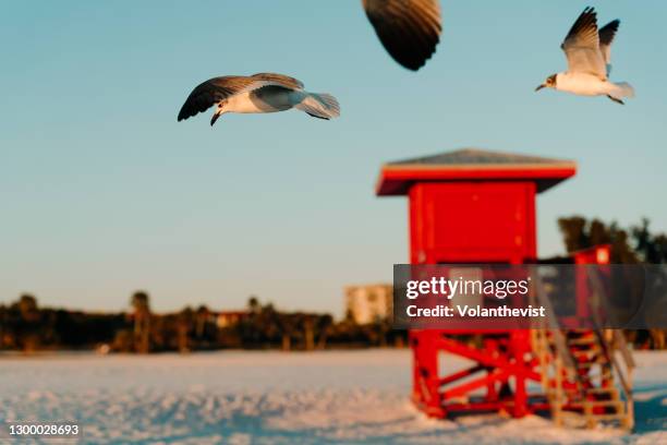 seagulls flying and red baywatch beach hut at sunset in florida - siesta key stockfoto's en -beelden