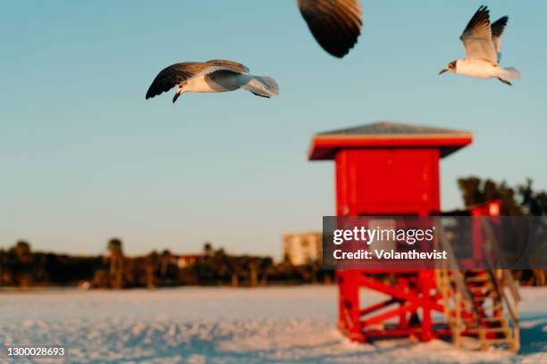 seagulls flying and red baywatch beach hut at sunset in florida - siesta key - fotografias e filmes do acervo