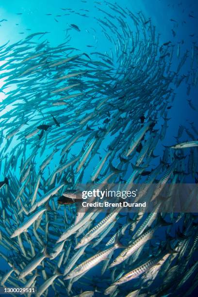 blackfin barracuda school in kimbe bay - sphyraena qenie stock pictures, royalty-free photos & images