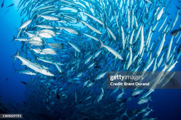 a massive blackfin barracuda school forms a tornado shape in kimbe bay - sphyraena qenie stock pictures, royalty-free photos & images