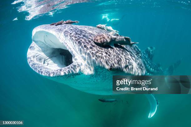 whale shark feeding in la paz - mar de cortês imagens e fotografias de stock