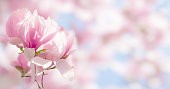 Blooming magnolia tree branch in spring on pastel bokeh background, internet springtime banner